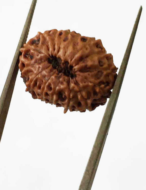 15 Mukhi Indonesian Rudraksha Premium Quality